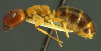 Media type: image; Entomology 8725   Aspect: habitus lateral view